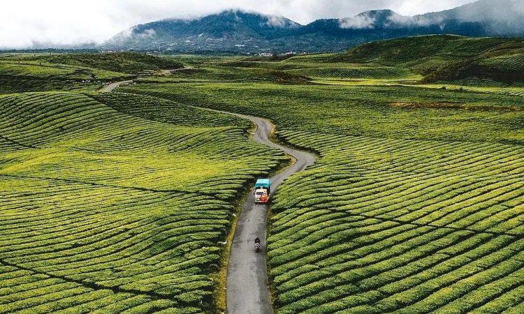 Alamat Lokasi Kebun Teh Kayu Aro