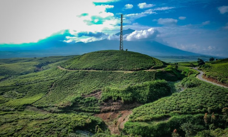 Daya Tarik Dimiliki Kebun Teh Kayu Aro
