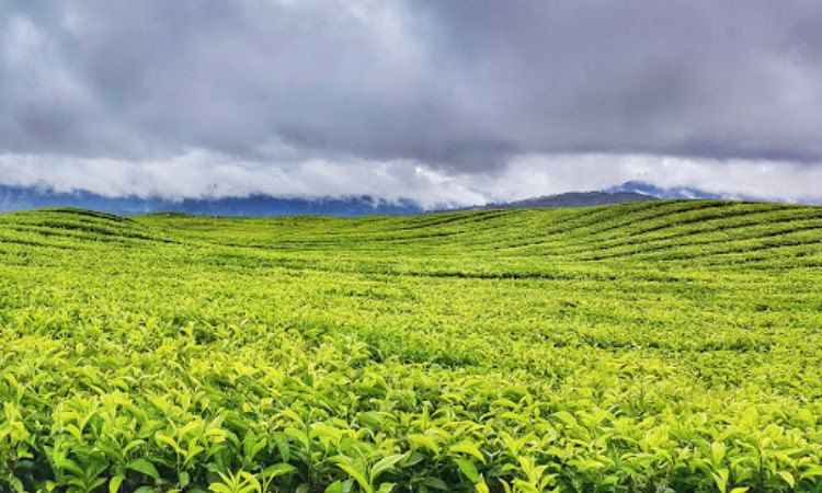 Daya Tarik Kebun Teh Kayu Aro