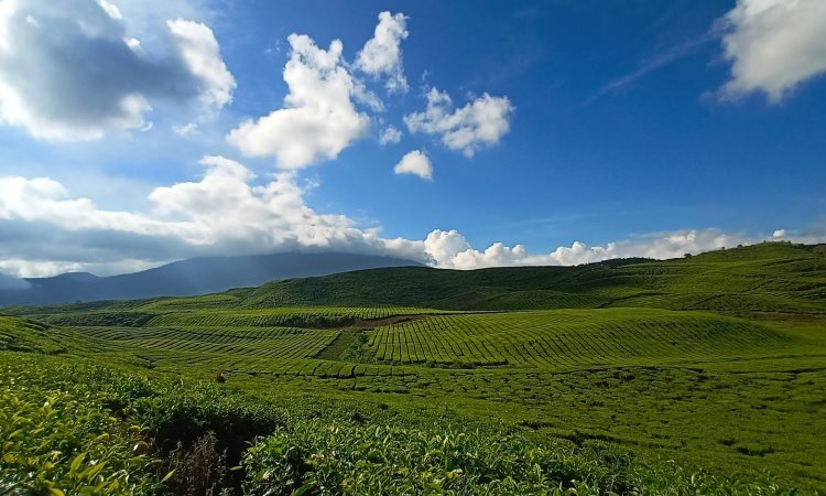 Kebun Teh Kayu Aro, Panorama Alam Eksotis di Kaki Gunung Kerinci