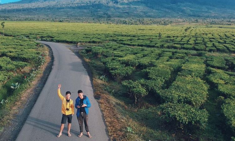 Kegiatan Menarik di Kebun Teh Kayu Aro