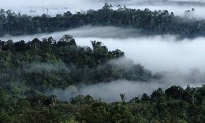 Taman Nasional Bukit Barisan Selatan, Wisata Alam yang Kaya Pesona di Lampung