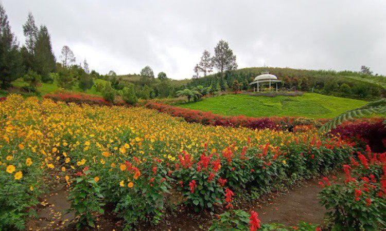 Kebun Bunga Sapo Juma Tongging