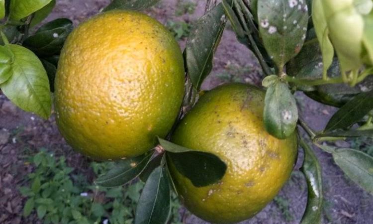 Kebun Jeruk Pulau Palas