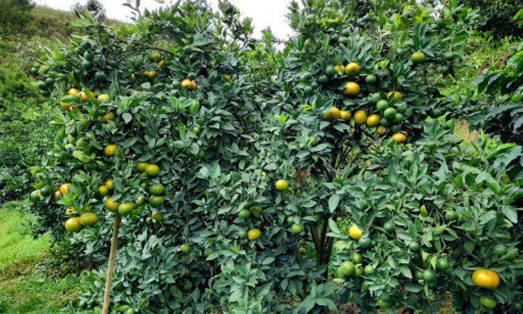 Agro Wisata Kabanjahe