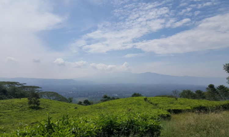 Kebun Teh Bukit Daun