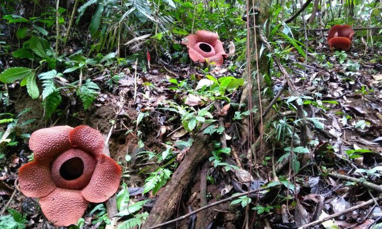 Rhino Camp Sukaraja Atas