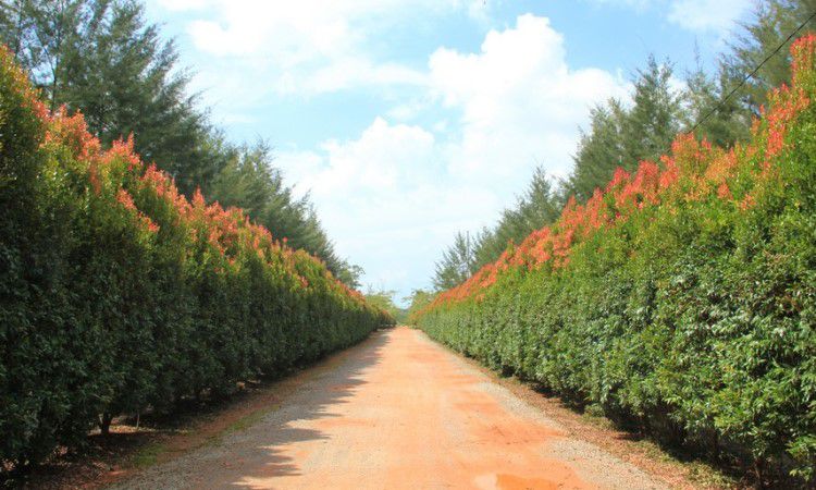 Bangka Botanical Garden, Destinasi Agrowisata Hits & Sarana Edukasi Favorit