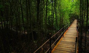 Bandar Bakau Dumai, Wisata Hutan Mangrove & Sarana Edukasi Favorit
