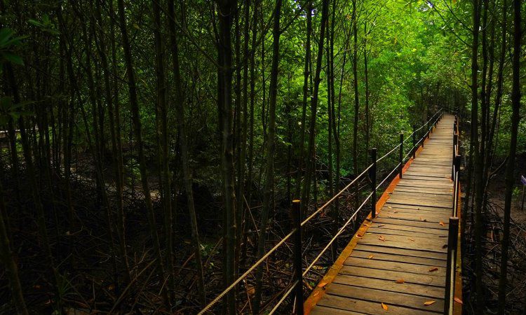 Bandar Bakau Dumai, Wisata Hutan Mangrove & Sarana Edukasi Favorit