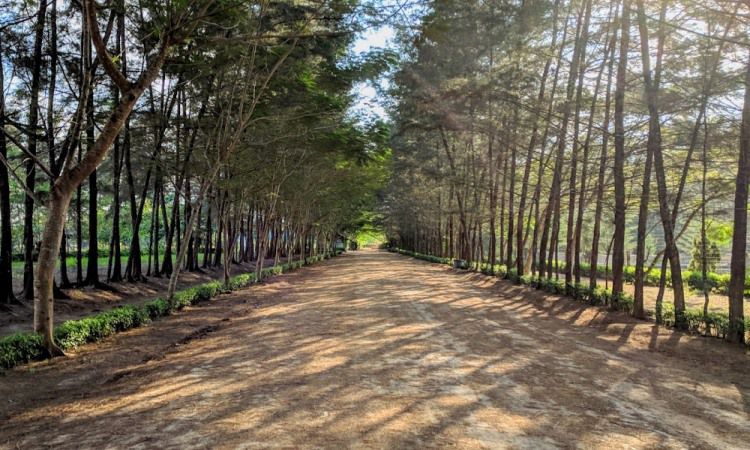 Daya Tarik Bangka Botanical Garden