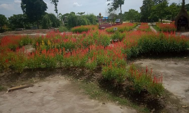 Daya Tarik Dimiliki Taman Bunga Impian Okura