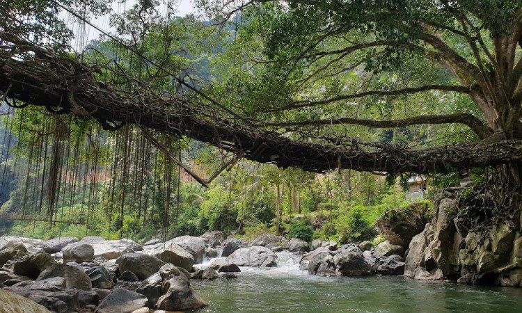 Jembatan Akar Bayang
