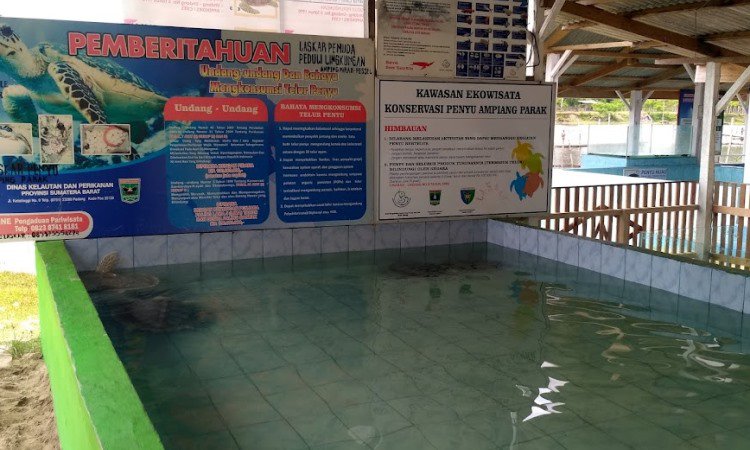 Konservasi Penyu Ampiang Parak