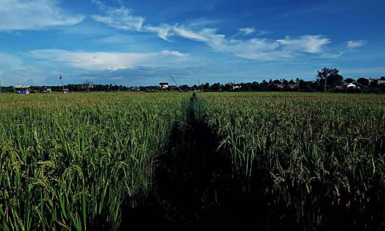 Persawahan Suak Sigadeng