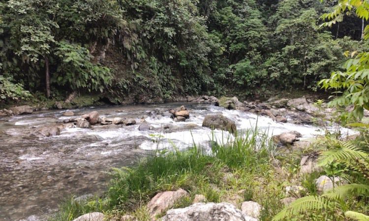 Taman Nasional Hutan Ketambe