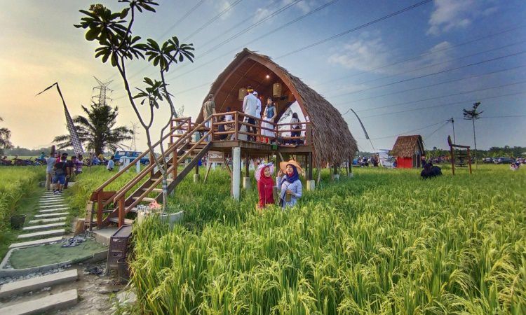 Aktivitas Sawah Lukis Binjai