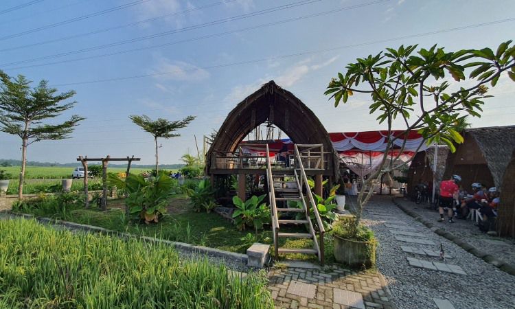 Aktivitas Seru Sawah Lukis Binjai