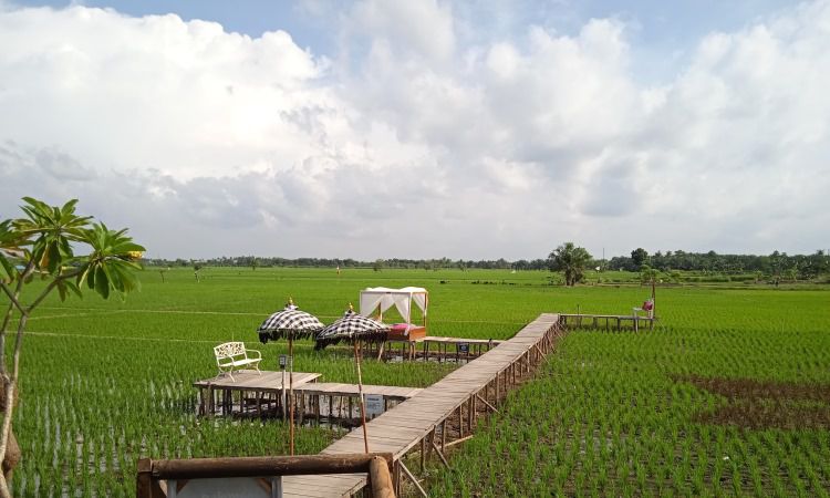 Alamat Sawah Lukis Binjai