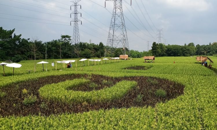 Daya Tarik Sawah Lukis Binjai