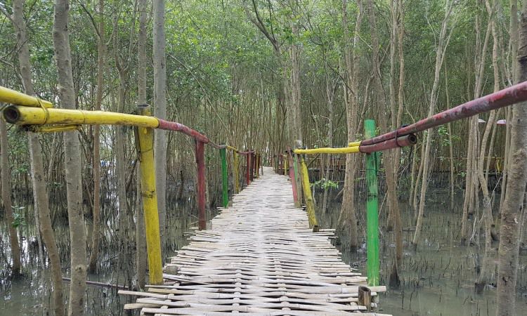 Hutan Mangrove