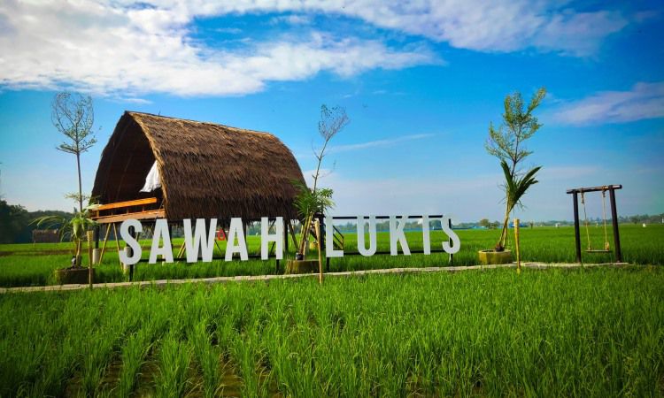 Sawah Lukis, Destinasi Hits dengan Hamparan Tanaman Padi Nan Hijau di Binjai