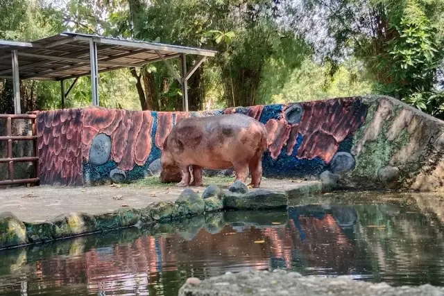 Kegiatan yang Menarik di Kebun Binatang Kasang Kulim