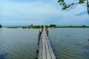Daya Tarik Pantai Mangrove