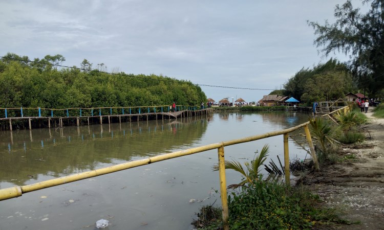 Kegiatan Pantai Mangrove