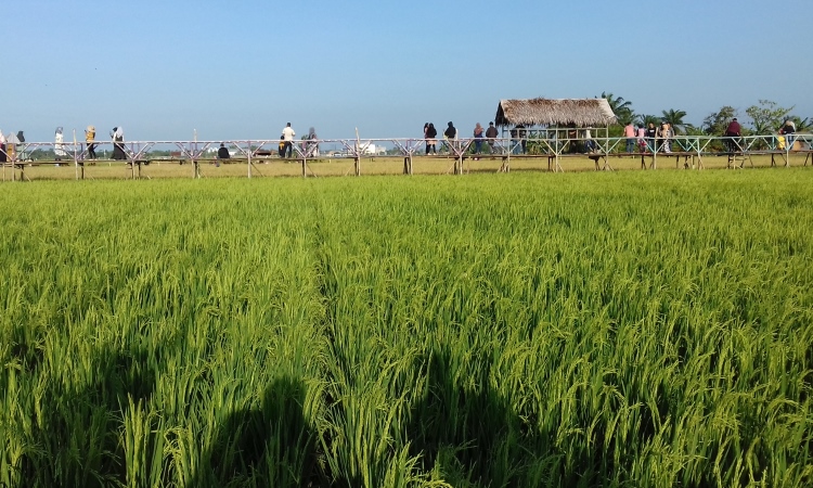 Alamat Kampung Sawah Pematang Johar