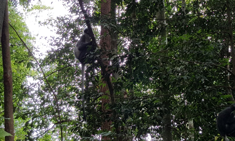 Daya Tarik Bukit Lawang