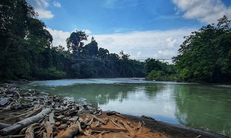 Daya Tarik Ekowisata Tangkahan