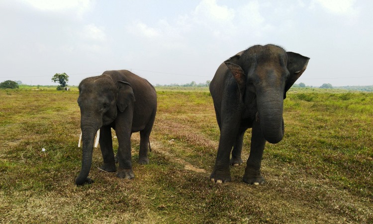 Daya Tarik TN Way Kambas