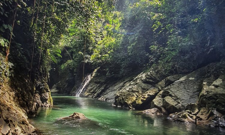 Daya Tarik di Ekowisata Tangkahan