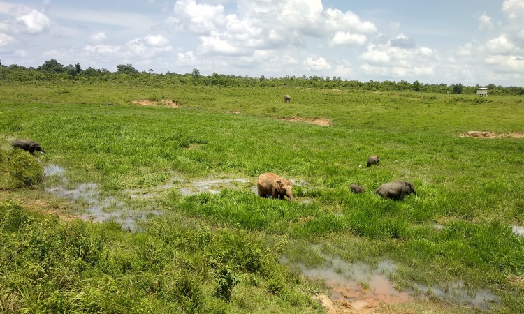 Fasilitas TN Way Kambas