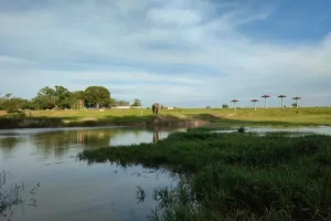 Taman Nasional Way Kambas, Tempat Konservasi Gajah Sumatera