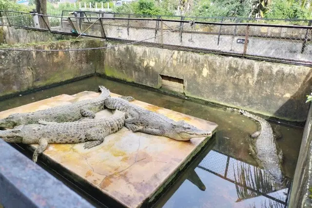 Penangkaran Buaya Asam Kumbang Medan
