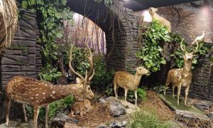 Central Park Zoo & Resort, Destinasi Wisata Air yang Kaya Pesona di Deli Serdang