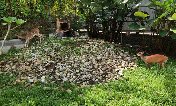 Daya Tarik Central Park Zoo & Resort