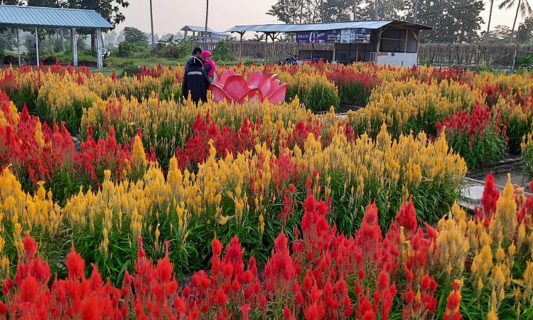 Kegiatan Menarik di Taman Asmoro Jati Agung