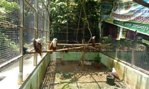 Taman Wisata Alam Sibolangit, Berpetualang Sembari Belajar Aneka Flora & Fauna