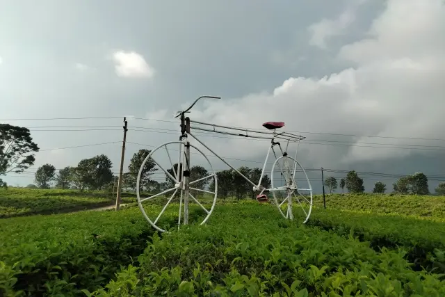 Aktivitas Seru Kebun Teh Bahbutong