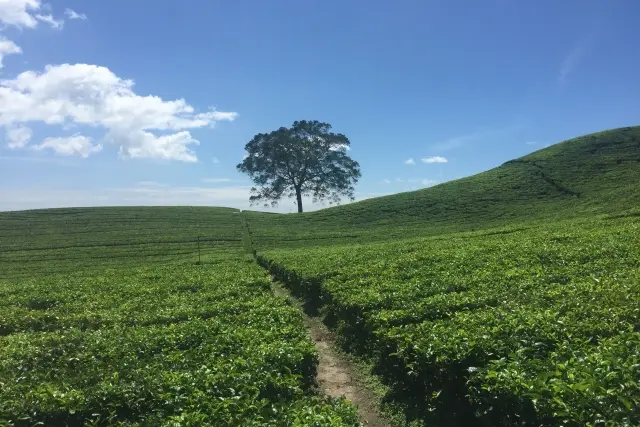 Daya Tarik Kebun Teh Bahbutong