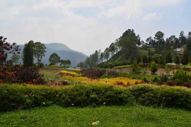 Daya Tarik Sapo Juma Karo