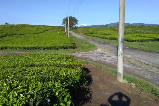 Fasilitas Kebun Teh Bahbutong