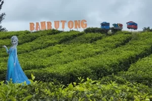 Kebun Teh Bahbutong, Nikmati Pemandangan Alam Memukau di Simalungun