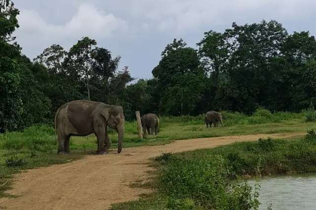 Daya Tarik Barumun Nagari Wildlife Sanctuary