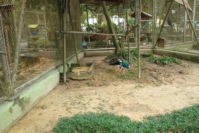 Daya Tarik Taman Rimba Zoo