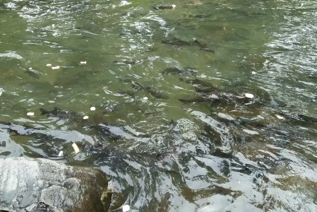 Ikan Banyak Lubuak Bonta