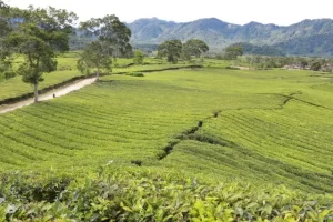 Kebun Teh Liki